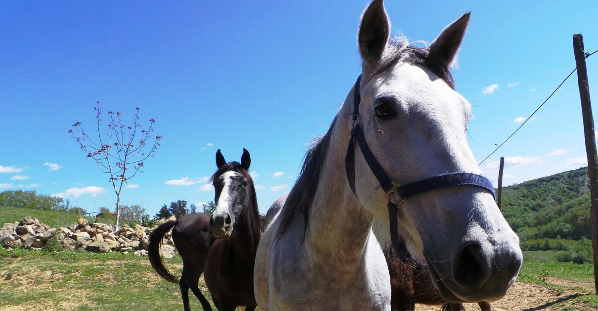 Agriturismo Podere le Tombe Affittacamere Palaia Esterno foto