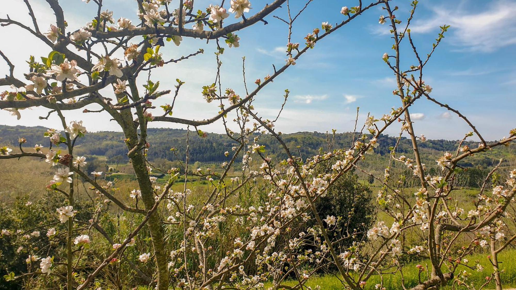 Agriturismo Podere le Tombe Affittacamere Palaia Esterno foto