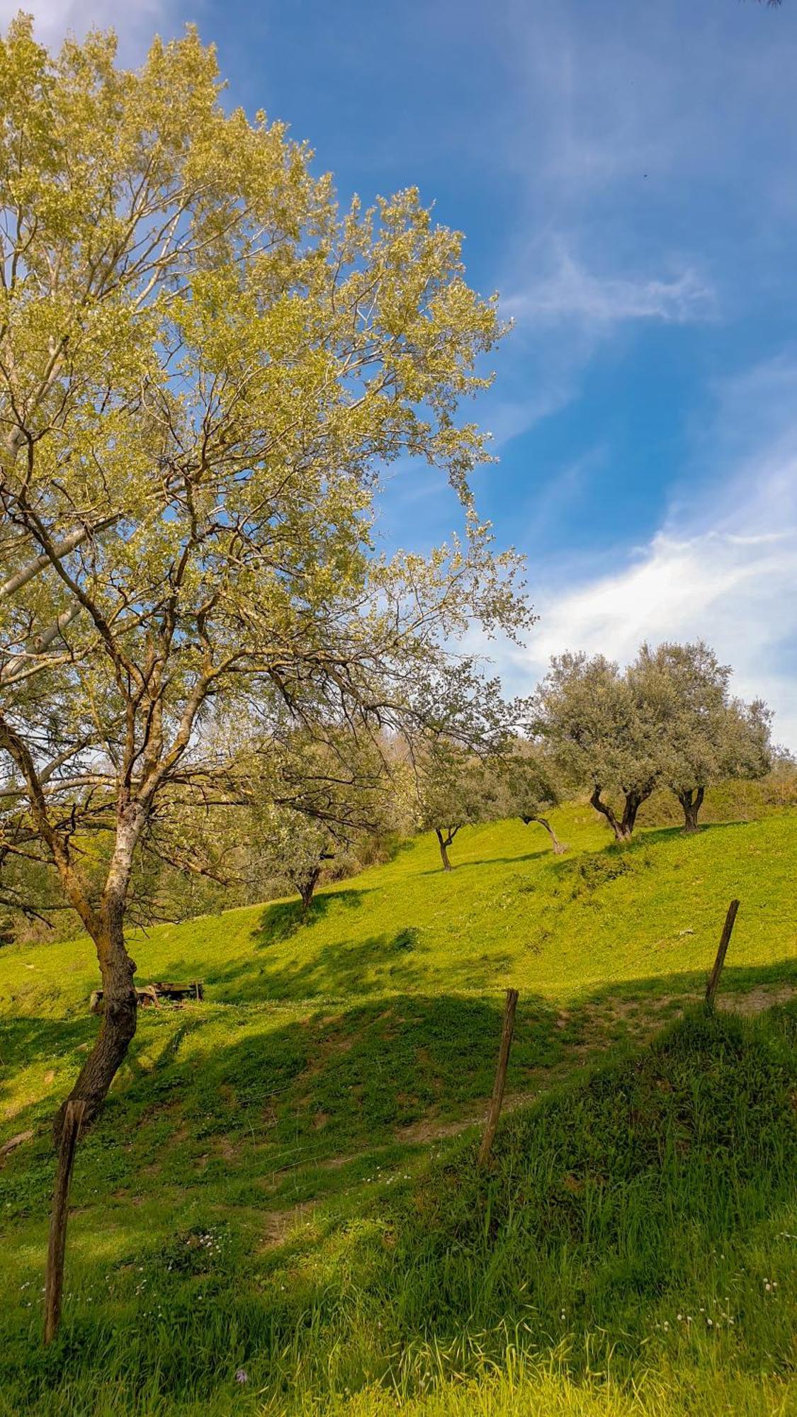 Agriturismo Podere le Tombe Affittacamere Palaia Esterno foto