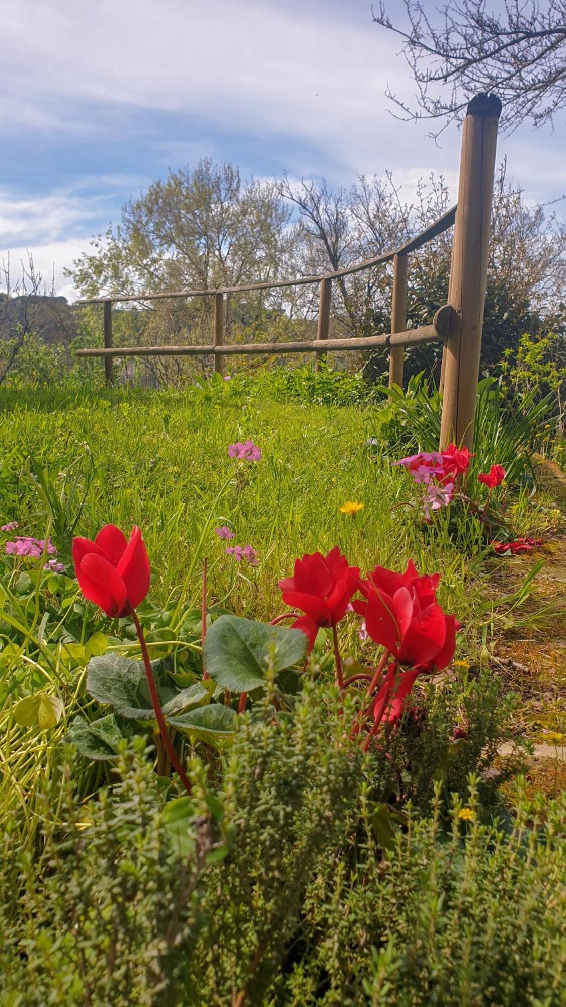 Agriturismo Podere le Tombe Affittacamere Palaia Esterno foto