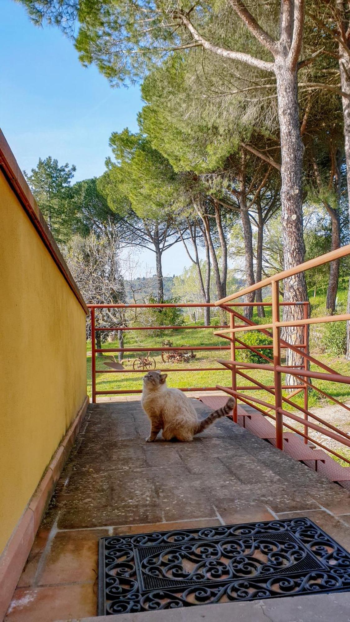 Agriturismo Podere le Tombe Affittacamere Palaia Esterno foto